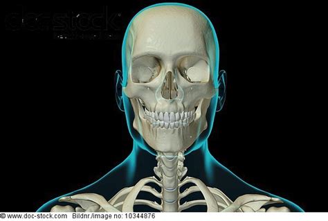 An Anterior View Of The Bones Of The Head And Neck The Surface Anatomy