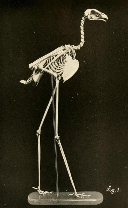 Sagittarius Serpentarius Skeleton From Osteology Of Birds By R W