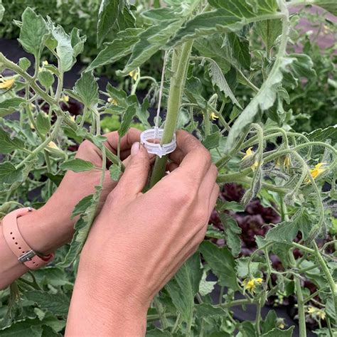 Tomato Trellis Clips Activevista For Market Farm And Garden