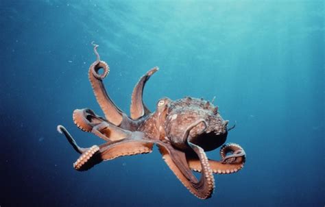 Wallpaper Underwater Ocean Octopus Images For Desktop Section