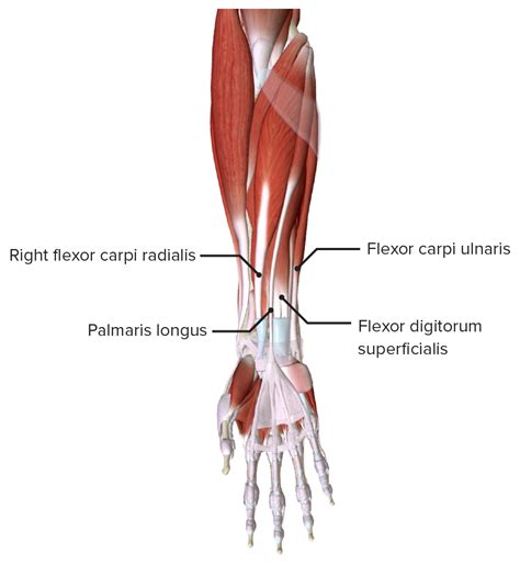 Hand Flexor Muscles