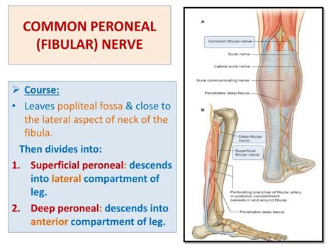 Ppt Sacral Plexus Femoral And Sciatic Nerves Powerpoint Presentation