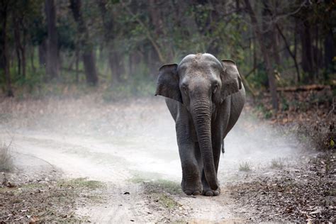 Three Threats That Made Indian Elephants Endangered Nature World News