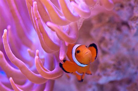 Clownfish Or Nemo As In Finding Nemo Duskys Wonders