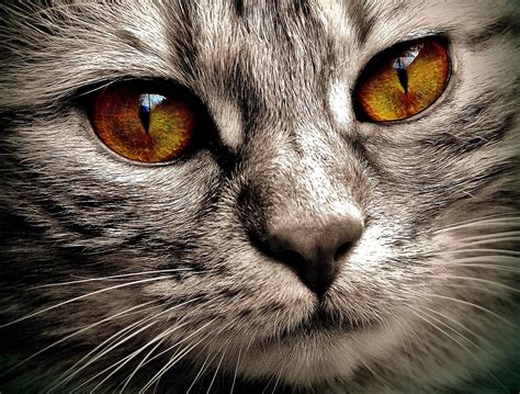 5000 Free Cat Face And Cat Images Pixabay