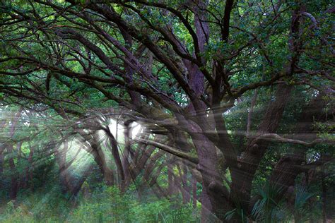 Through The Canopy Photograph By Darrell Hutto Fine Art America