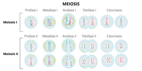 Reproducción Celular Concepto Fases Meiosis Y Mitosis 2022