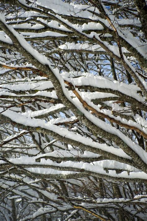 Snow Covered Tree Branch Stock Image Image Of January 124189809