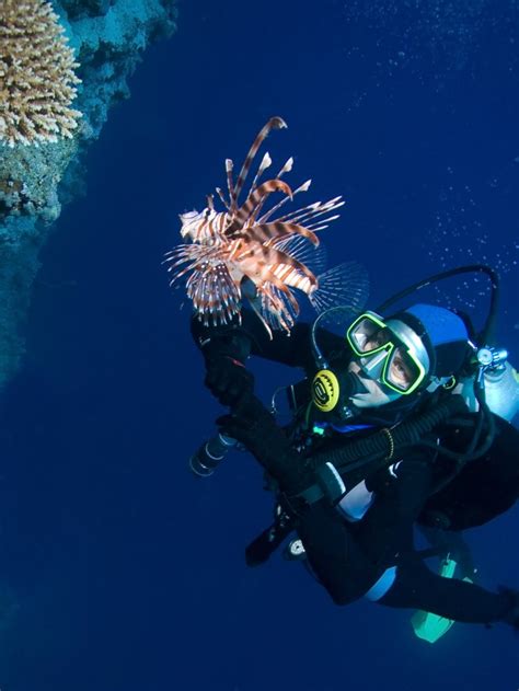 What Does A Marine Biologist Do Wonderopolis