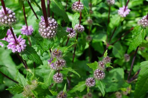 Free Images Nature Blossom Flower Purple Bloom Herb