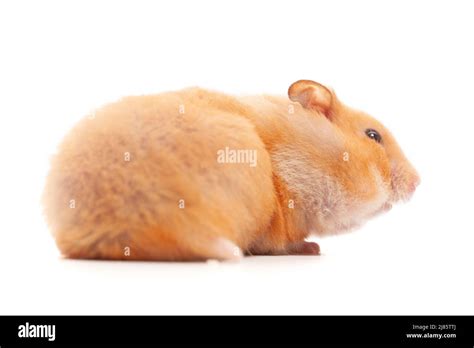 Hamster Profile Isolated On White Background Stock Photo Alamy