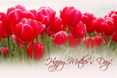 Happy Mothers Day Tulips Card By Tracy Friesen Redbubble
