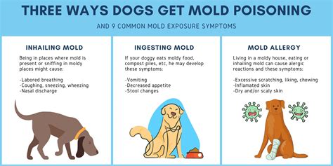 Mold Poisoning In Dogs 15 Symptoms To Be Aware Of