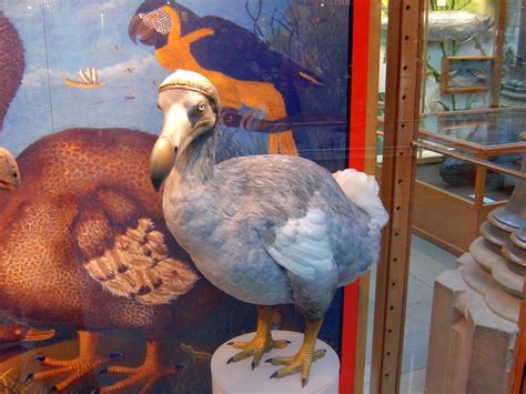 Scientists Are Trying To Resurrect The Dodo Centuries After The Bird