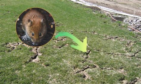6 Ways To Get Rid Of Voles In Your Lawn Garden Patch