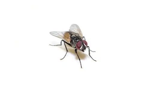 What Causes House Fly Infestation And Does It Go Away