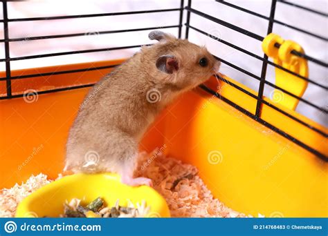 Cute Little Fluffy Hamster Playing In Cage Stock Image Image Of