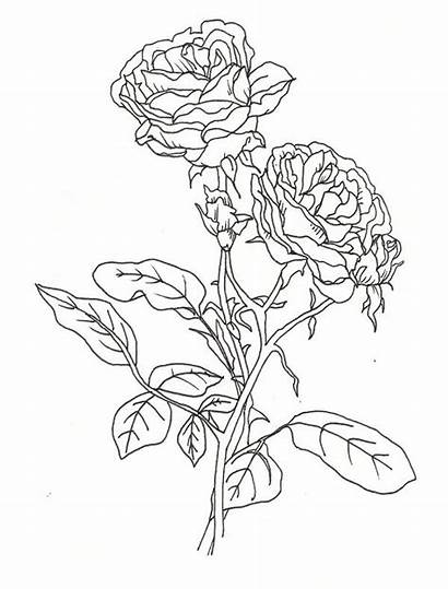 Coloring Rose Realistic Mawar Bunga Sketsa Gambar