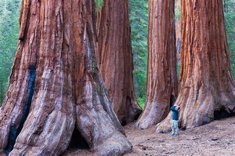 California Redwood Facts Growth Rates Distribution Pictures