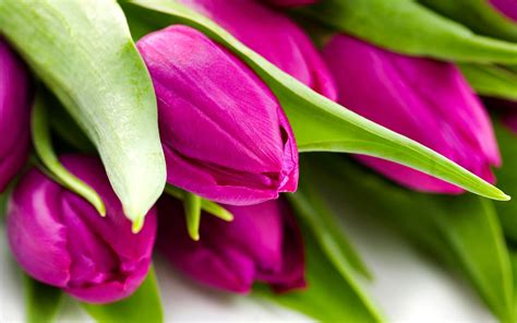 21 Tulip Wallpapers Backgrounds Images Freecreatives