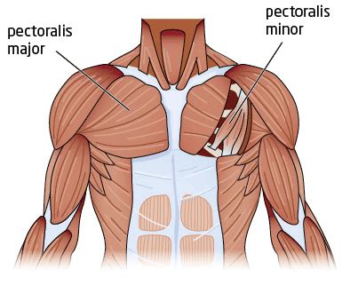 Muscles that act on the chest. Weight Lifting: Chest - Exercises That Work Your Pecs