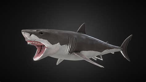 24 Piece Anatomy Great White Shark 3d Jigsaw Puzzle Discovery Channel