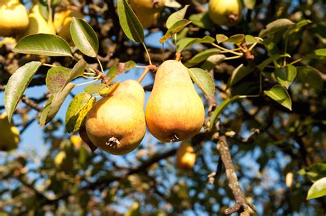 Fruit Trees Home Gardening Apple Cherry Pear Plum Pear Tree Not