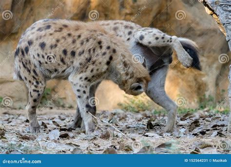 Spotted Hyena Stock Image Image Of Carnivore Mammal 152564231