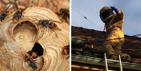 How To To Get Rid Of Asian Hornet Nests Mabi