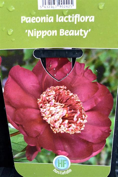 Pivoine Herbacée Nippon Beauty