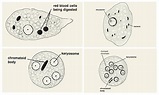 Differences Between Entamoeba histolytica and Entamoeba coli