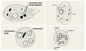 Differences Between Entamoeba histolytica and Entamoeba coli