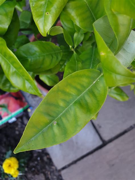 Yellow Leaves With Green Veins On Grapefruit Tree Nutrient Deficiency