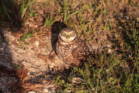 Adult Burrowing Owl Athene Cunicularia Perched Outside Its Burrow Stock