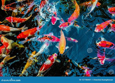 Colorful Koi Fish Stock Image Image Of Aquatic Fishes 157788401