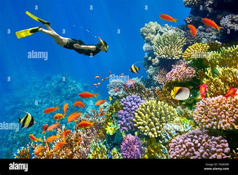 Red Sea Coral Reef And Fishes Sharm El Sheikh Egypt Stock Photo Alamy