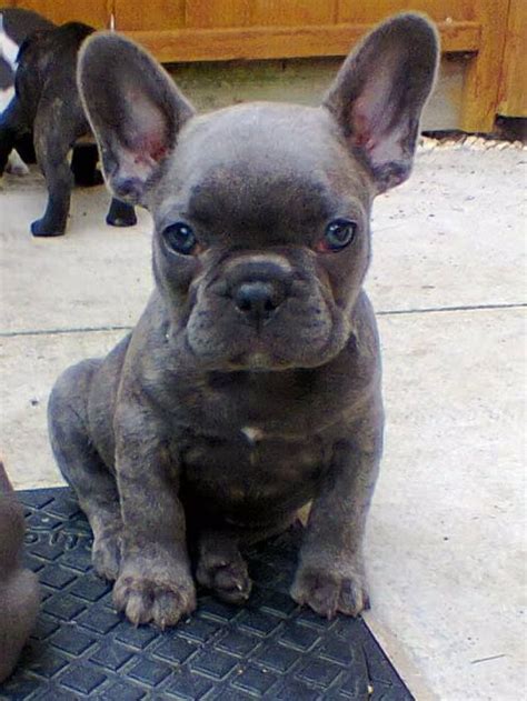 Thor) and lightning, along with their handsome black brindle brother, storm. Blue brindle girl french bulldog puppy | Lincoln ...