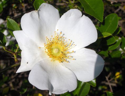 State Flower Of Georgia Cherokee Rose A Photo On Flickriver