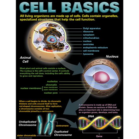 Cells Poster Set Tcrp127 Teacher Created Resources
