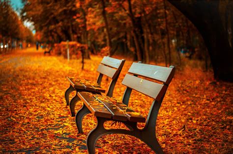 Fall Bench Leaves Depth Of Field Trees Hdr Nature Wallpapers Hd