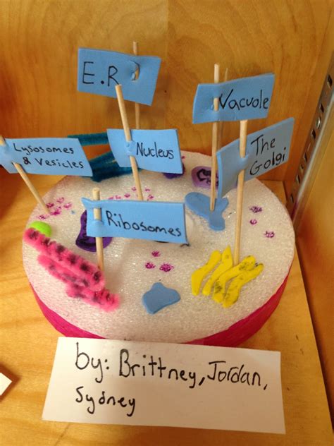 Please do not spend a lot of money on your project. One Teacher's Adventures: Grade 8 Animal Cell Models