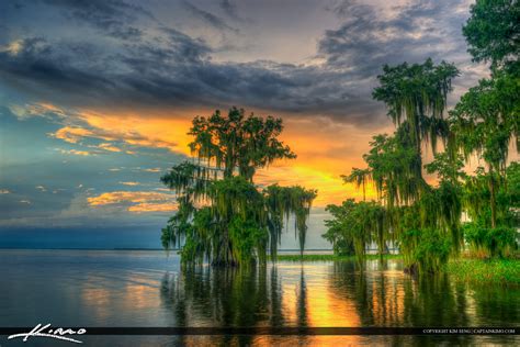 Lake Istokpoga Lake Placid Florida Cypress Trees In Water Hdr