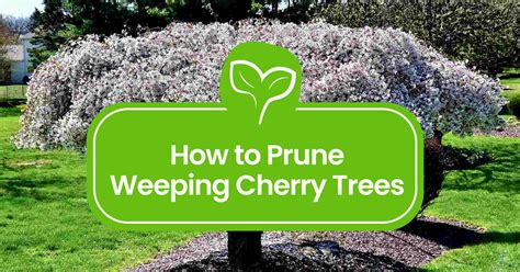 Weeping Cherry Tree Pruning 101 Expert Tips And Techniques Plant