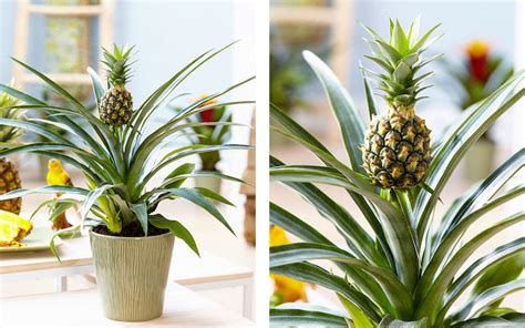 How To Grow A Pineapple Plant For Your Home Good Vibes Welcome
