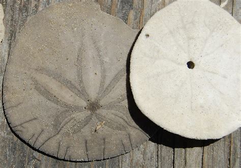 The Legend Of The Sand Dollar Leave Only Footprints