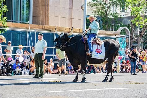 A group of animals that moving violently in on direction. Full Size Bull Calgary Stampede Parade Alberta Canada Photograph by Paul Cannon