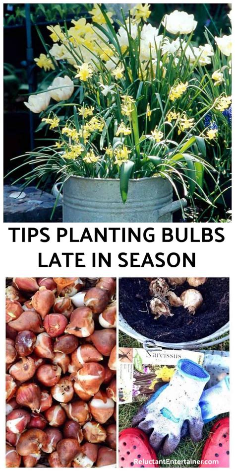 6 Tips Planting Bulbs Late In The Season Bulbs Plantingbulbs