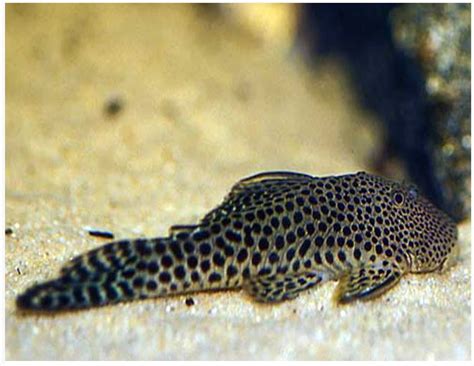 Rubber Lip Plecostomus Care