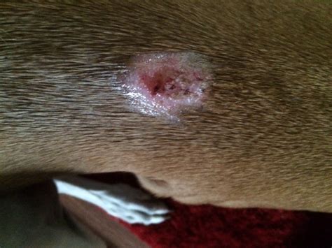 La Woman Says Transporters Mishandling Of Dog Resulted In Sores And
