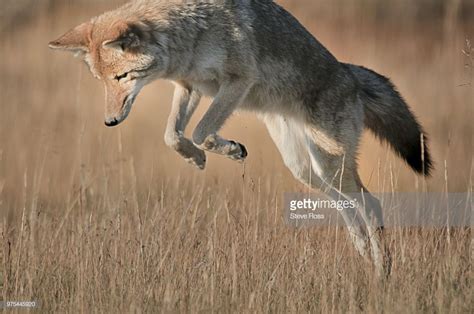 How do you keep coyotes away from your yard? Coyote jumping in grass | Spirit animal, Animals, Cute animals